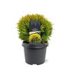 Thuja occ. 'Mirjam' Pot 3 Liter 