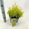 Thuja occ. 'Rheingold' Pot 3 liter 20-25cm 