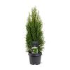 Thuja occ. 'Smaragd' Pot 3 Liter 50 - 60 cm