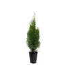Thuja occ. 'Smaragd' Pot 4 Liter 60 - 80 cm