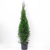 Thuja occ. 'Smaragd' Pot 7,5 Liter 100 - 125 cm