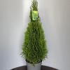Thuja occ. 'Smaragd' Pot 10 liter 80 - 100 cm