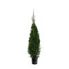 Thuja occ. 'Smaragd' Pot 10 liter 125 - 150 cm