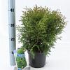 Thuja occ. 'Tiny Tim' Pot 3 liter 20-25cm 