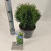 Thuja occ. 'Tiny Tim' Pot 3 liter 20-25cm 