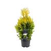 Thuja pl. '4ever' Pot 3 Liter 40 - 50 cm