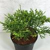 Thujopsis dolabrata 'Nana' Pot 3 Liter 10 - 20 cm