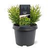 Thujopsis dolabrata 'Nana' Pot 3 Liter 20 - 30 cm