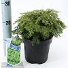 Tsuga can. 'Jeddeloh' Pot 3 liter 20-25cm 