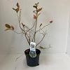 Vaccinium c. 'Bluejay' Pot 3 Liter 30 - 40 cm