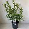 Vaccinium c. 'Jersey' Pot 3 Liter 30 - 40 cm