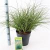 Miscanthus sin. 'Adagio' Pot 6,5 liter 40 - 60 cm