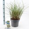 Miscanthus sin. 'Adagio' Pot 6,5 liter 40 - 60 cm