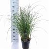 Miscanthus sin. 'Adagio' Pot 6,5 liter 40 - 60 cm