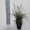 Miscanthus sin. 'Adagio' Pot 6,5 liter 40 - 60 cm