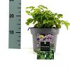 Thalictrum 'Black Stockings' Pot 2 Liter