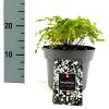 Thalictrum del. Splendide White Pot 2 Liter
