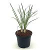 Tulbaghia violacea 'Silver Lace' Pot 2 liter 25-30cm