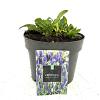 Veronica spic. 'Ulster Dwarf Blue' Pot 2 Liter