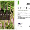 Veronicastrum virg. 'Erika' Pot 2 Liter