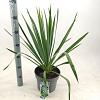 Yucca filamentosa Pot 5 Liter 30 - 40 cm
