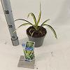 Yucca filamentosa 'Color Guard' Pot 2 Liter 20 - 30 cm