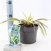 Yucca filamentosa 'Color Guard' Pot 2 Liter 20 - 30 cm