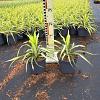 Yucca filamentosa 'Color Guard' Pot 2 liter 25-30cm