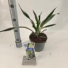 Yucca gloriosa 'Variegata' Pot 2 liter 25-30cm