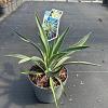 Yucca gloriosa 'Variegata' Pot 2 liter 25-30cm