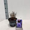 Hydrangea m. 'Little Blue' Pot 2 Liter 10 - 20 cm
