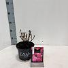 Hydrangea m. 'Little Pink' Pot 2 Liter 10 - 20 cm