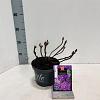 Hydrangea m. 'Little Purple' Pot 2 Liter 10 - 20 cm