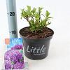 Hydrangea m. 'Little Purple' Pot 2 Liter 10 - 20 cm