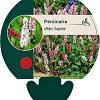 Persicaria aff. 'Superba' Pot 9 cm
