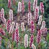 Persicaria aff. 'Superba' Pot 9 cm