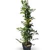 Campsis t. Golden Trumpet Pot 12 liter 150 - 175 cm