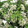 Hydrangea petiolaris Pot 35 Liter 125 - 150 cm