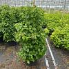 Hydrangea petiolaris Pot 35 Liter 125 - 150 cm