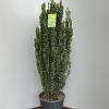 Ilex crenata 'Fastigiata' Pot 15 liter 100 - 125 cm