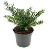 Ilex crenata 'Glory Gem' Pot 2 Liter 10 - 20 cm