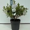 Rhododendron 'Arctic Tern' Pot 4 liter 25-30cm