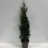 Cupressocyparis l. 'Tweeduizendéén' Pot 12 liter 150 - 175 cm