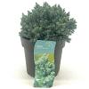 Juniperus squamata 'Blue Star' Pot 2 Liter 10 - 20 cm