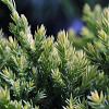 Juniperus squamata 'Holger' Pot 2 Liter 10 - 20 cm