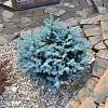 Picea pungens 'Glauca Globosa' Pot 7,5 liter 25-30cm