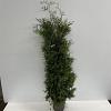 Thuja occ. 'Brabant' Pot 12 liter 150 - 175 cm