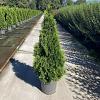 Thuja occ. 'Smaragd' Pot 12 liter 100 - 125 cm