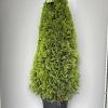 Thuja occ. 'Smaragd' Pot 25 liter 150 - 160 cm