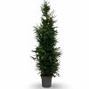 Thuja pl. 'Excelsa' Pot 12 liter 150 - 175 cm